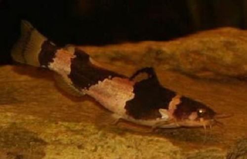 Microglanis iheringi - Microglanis iheringi M